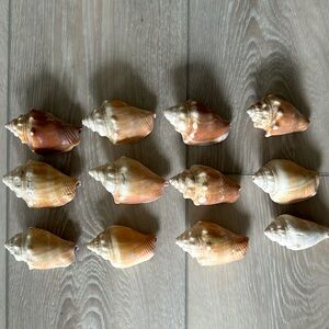 Phylum Mollusca 12 Shells for Crafting
